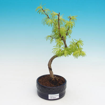Vonkajší bonsai -Pseudolarix amabis-Pamodřín - 1
