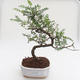 Pokojová bonsai - Zantoxylum piperitum - Pepřovník PB2191593 - 1/4