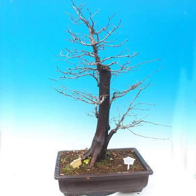 Vonkajší bonsai -Habr obyčajný - Carpinus carpinoides - 1