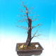Vonkajší bonsai -Habr obyčajný - Carpinus carpinoides - 1/3