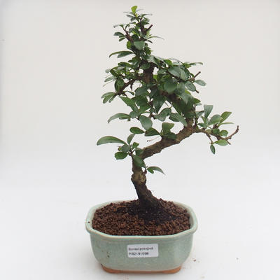 Pokojová bonsai - Carmona macrophylla - Čaj fuki PB2191598 - 1