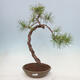 Vonkajší bonsai - Pinus sylvestris - Borovica lesná - 1/4