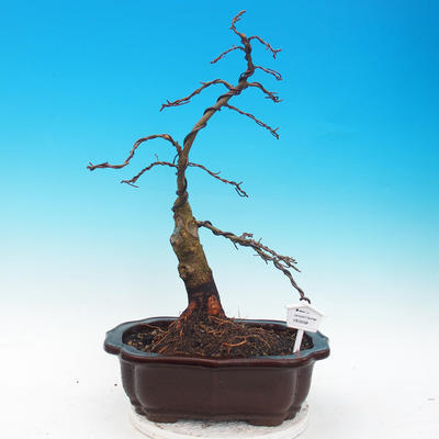 Vonkajšie bonsai - Tilia - Lipa trpasličí - 1