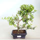 Izbová bonsai - Ilex crenata - Cezmína - 1/2