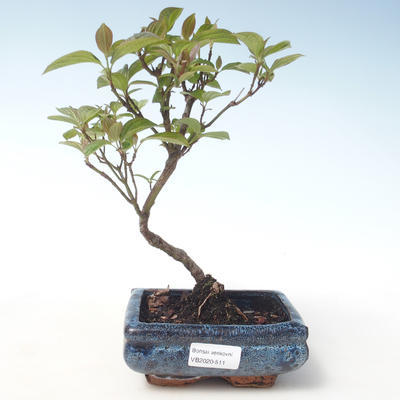 Vonkajšie bonsai - Drieň - Cornus mas VB2020-511 - 1