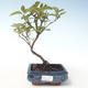 Vonkajšie bonsai - Drieň - Cornus mas VB2020-511 - 1/2