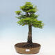 Vonkajší bonsai -Javor dlaňovitolistý Acer palmatum Shishigashira - 1/6