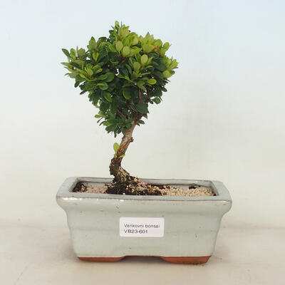 Vonkajší bonsai - Berberis thunbergii Kobold - Drištál - 1