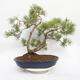Vonkajší bonsai - Pinus sylvestris - Borovica lesná - 1/4
