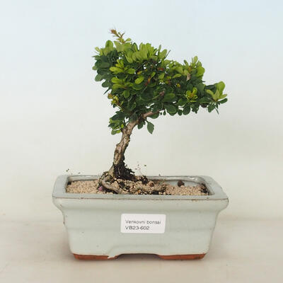 Vonkajší bonsai - Berberis thunbergii Kobold - Drištál - 1