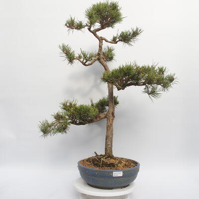 Vonkajší bonsai - Pinus sylvestris Watereri - Borovica lesná - 1