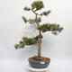 Vonkajší bonsai - Pinus sylvestris Watereri - Borovica lesná - 1/4