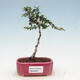 Izbová bonsai - Serissa foetida Variegata - Strom tisíce hviezd - 1/2