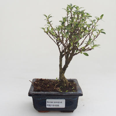 Pokojová bonsai - Serissa foetida Variegata - Strom tisíce hvězd PB2191606 - 1