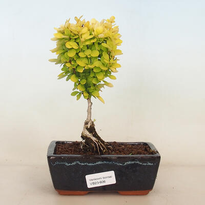 Vonkajší bonsai - Berberis thunbergii Maria - Drištál