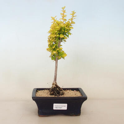 Vonkajší bonsai - Berberis thunbergii Maria - Drištál