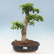Izbová bonsai - Durant erecta Aurea - 1/6