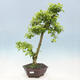 Izbová bonsai - Durant erecta Aurea - 1/5
