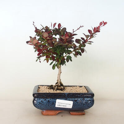 Vonkajšie bonsai - Berberis thunbergii Verruculosa - Drištál