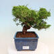 Vonkajší bonsai - Juniperus chinensis Itoigawa -Jalovec čínsky - 1/5