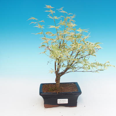 Vonkajší bonsai -Javor dlaňovitolistý Acer palmatum Butterfly - 1