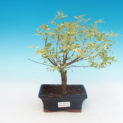 Vonkajší bonsai -Javor dlaňovitolistý Acer palmatum Butterfly - 1