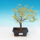 Vonkajší bonsai -Javor dlaňovitolistý Acer palmatum Butterfly - 1/2