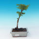 Vonkajšie bonsai - Acer palmatum SHISHIGASHIRA- Javor malolistá - 1/2