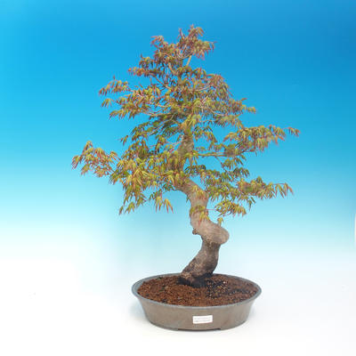 Vonkajšie bonsai - Acer pamnatum -Javor dlaňovitolistý - 1