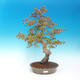 Vonkajšie bonsai - Acer pamnatum -Javor dlaňovitolistý - 1/5