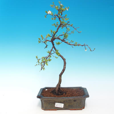 Vonkajšie bonsai - Prunus spinosa - trnka