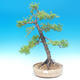 Vonkajšie bonsai - Larix decidua - Smrekovec opadavý - 1/2