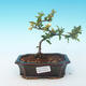 Vonkajšie bonsai - Chaenomeles superba jet trail -Kdoulovec biely - 1/3