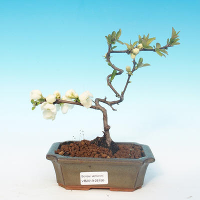 Vonkajšie bonsai - Chaenomeles superba jet trail -Kdoulovec biely - 1