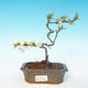 Vonkajšie bonsai - Chaenomeles superba jet trail -Kdoulovec biely - 1/3