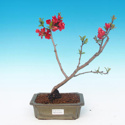 Vonkajšie bonsai - Chaneomeles japonica - Dulovec japonský červený - 1