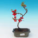 Vonkajšie bonsai - Chaneomeles japonica - Dulovec japonský červený - 1/3