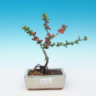 Vonkajšie bonsai - Chaneomeles japonica - Dulovec japonský - 1