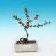 Vonkajšie bonsai - Chaneomeles japonica - Dulovec japonský - 1/3