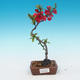 Vonkajšie bonsai - Chaneomeles japonica - Dulovec japonský červený - 1/3