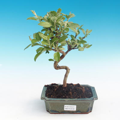 Vonkajšie bonsai - Malus halliana - Maloplodé jabloň - 1