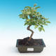 Vonkajšie bonsai - Malus halliana - Maloplodé jabloň - 1/4