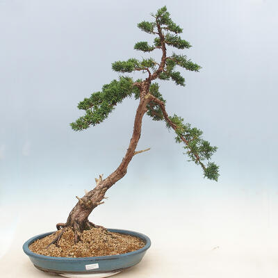 Vonkajšie bonsai - Juniperus chinensis -Jalovec čínsky - 1