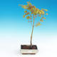Acer palmatum aureum - Javor dlaňolistý zlatý - 1/3