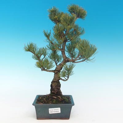 Vonkajšie bonsai - Pinus parviflora - Borovica drobnokvetá