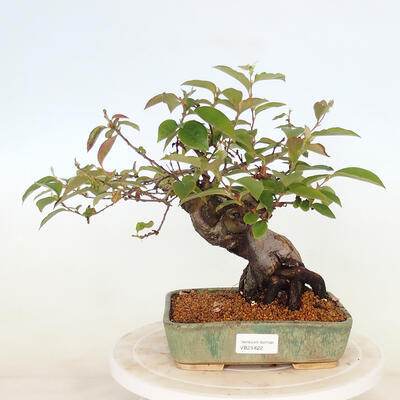 Vonkajšie bonsai - Pseudocydonia sinensis - Kdoloň čínska - 1