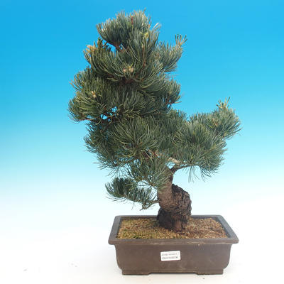 Vonkajšie bonsai - Pinus parviflora - Borovica drobnokvetá