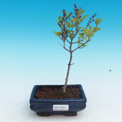 Vonkajšie bonsai - Syringa velutina Josse Orgován ružový - 1