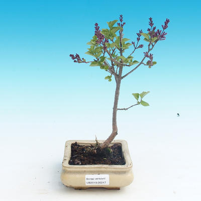 Vonkajšie bonsai - Syringa velutina Josse Orgován ružový - 1