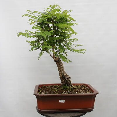 Vonkajšie bonsai - Agát - Robinia pseudoacacia - 1